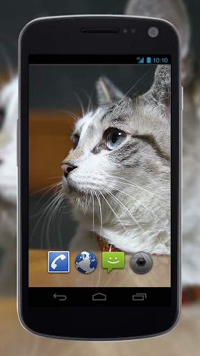 4K Cute Cat Video Live Wallpaper screenshot 2