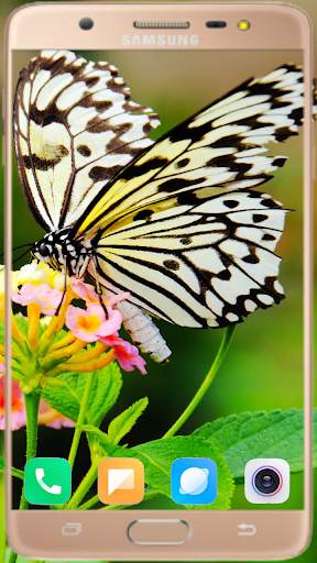 Butterfly Wallpaper Best HD screenshot 9
