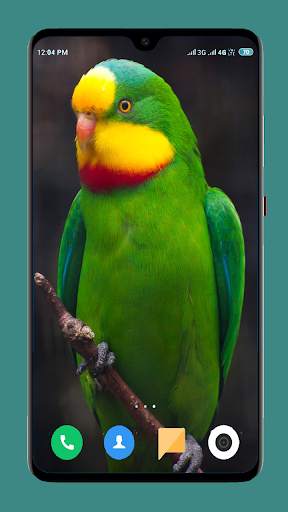 Parrot Wallpapers 4K screenshot 9