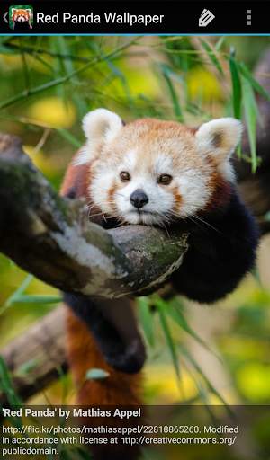 Red Panda Wallpaper screenshot 6