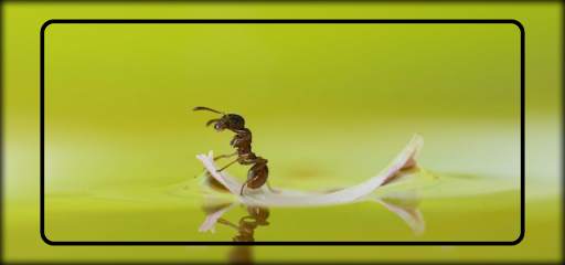 Ant Wallpaper screenshot 3