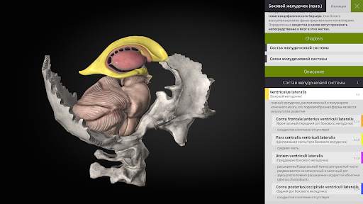 Anatomyka - 3D анатомия скриншот 16