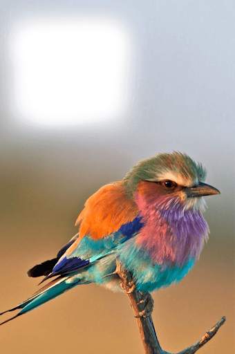 Birds Photo Frames HD स्क्रीनशॉट 8