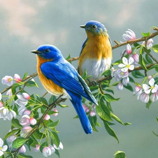 70 Bird Sounds and Ringtones icon