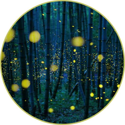 Night Sounds - Nature sounds 1.9