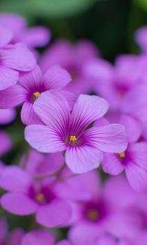 Live Flowers Wallpapers screenshot 2