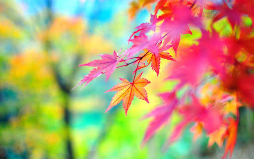 Autumn Wallpapers 9 تصوير الشاشة