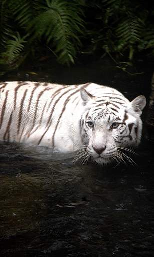 Tigre Live Wallpaper screenshot 1