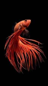 Cute Betta Fish Wallpapers screenshot 1