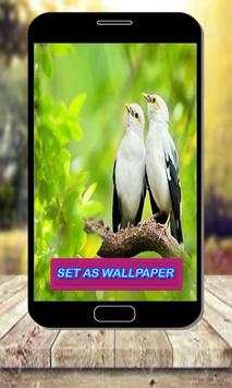 Pair Of Birds Wallpapers – Birds Couple Wallpapers स्क्रीनशॉट 7