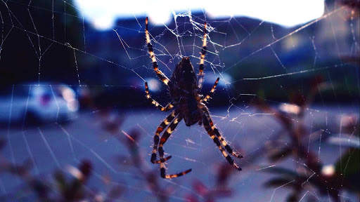 Spider Wallpapers HD & 4k Backgrounds screenshot 15