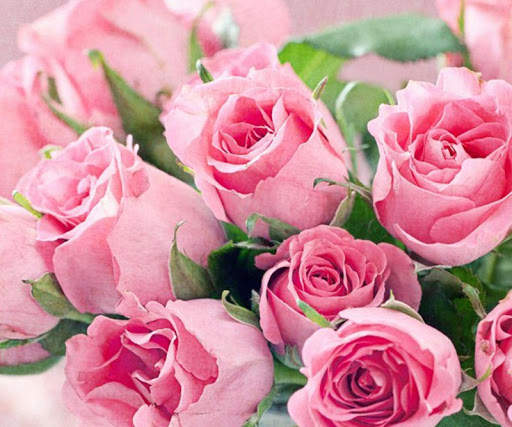Pink Rose Wallpapers screenshot 8