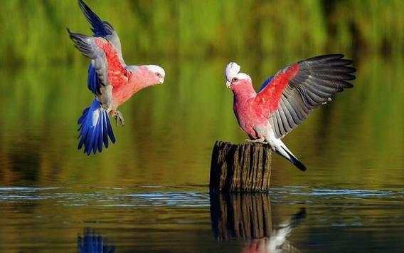 Parrot Bird HD Wallpaper screenshot 1
