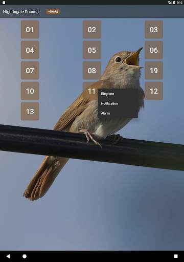 Nightingale Bird Sound Ringtones screenshot 7