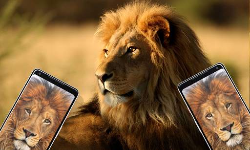 Lion Wallpapers HD 4 تصوير الشاشة
