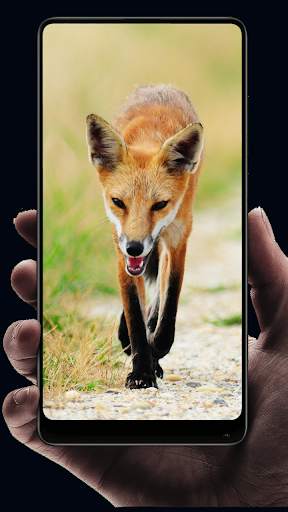 Fox Wallpaper HD screenshot 2