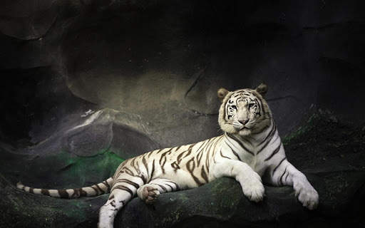 Tiger Live Wallpaper screenshot 5