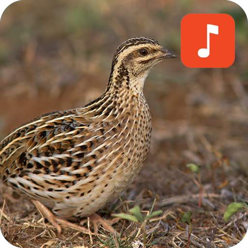 Rain quail bird calls 1.0.3