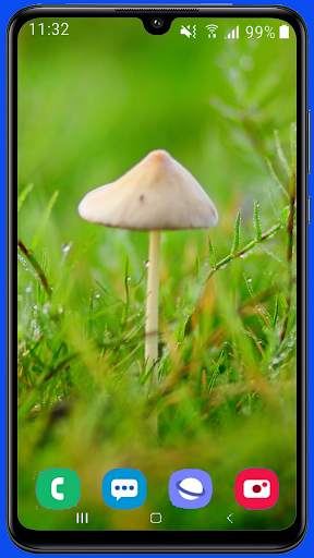 Mushroom Wallpaper Best HD screenshot 14