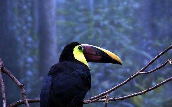 Toucan Bird HD Wallpaper screenshot 3