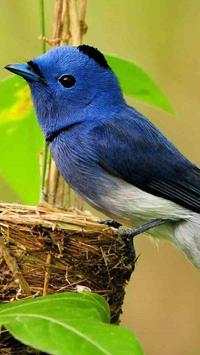 Birds Wallpapers HD screenshot 11