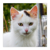 Best Cats game icon
