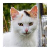 Best Cats game 1.1