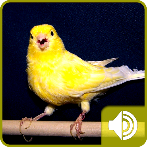 Canary Bird Sounds आइकन
