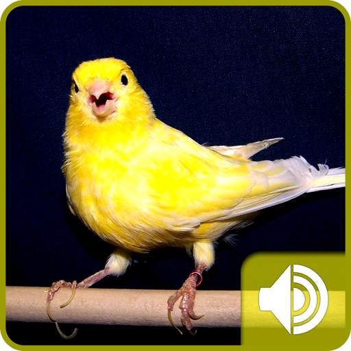 Canary Bird Sounds 1.0