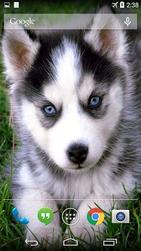 Husky Live Wallpaper FREE screenshot 1