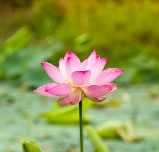Lotus Wallpaper screenshot 4