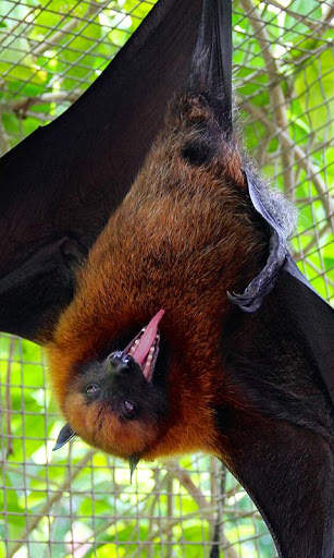 Bat Wallpaper screenshot 1