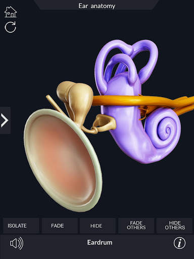 My Ear Anatomy screenshot 10