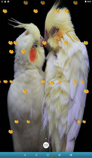 Love Birds Live Wallpaper screenshot 12