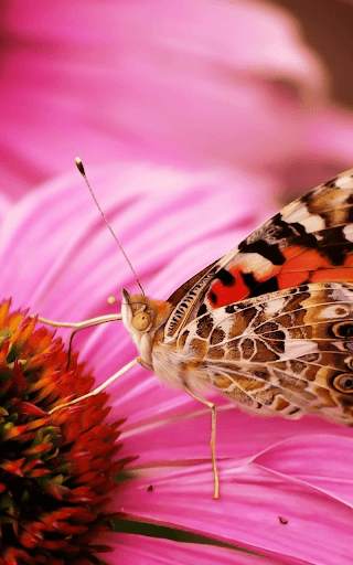 Pink Butterfly Live Wallapper screenshot 2