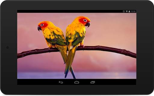 Parrot Wallpapers screenshot 8