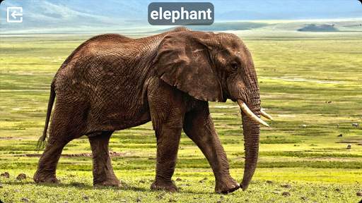Animal Sounds Free screenshot 1