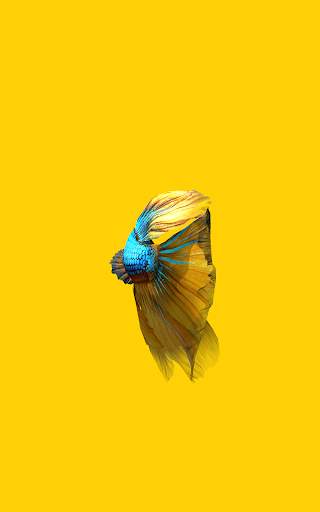 Betta Fish 3D Lite screenshot 12
