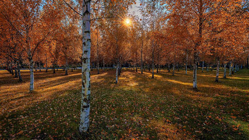 Autumn Live Wallpaper (wallpapers & backgrounds) screenshot 6