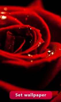 Red Rose Image And Wallpaper screenshot 2