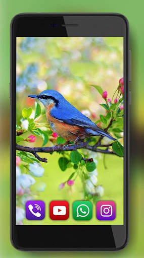 Beauty Birds स्क्रीनशॉट 4