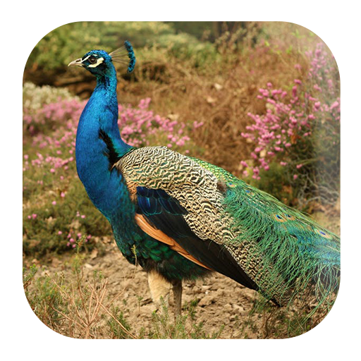 Peacock Sounds आइकन