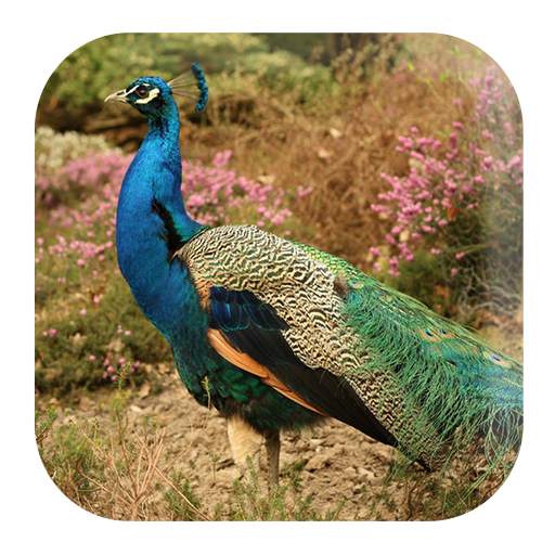 Peacock Sounds 1.2