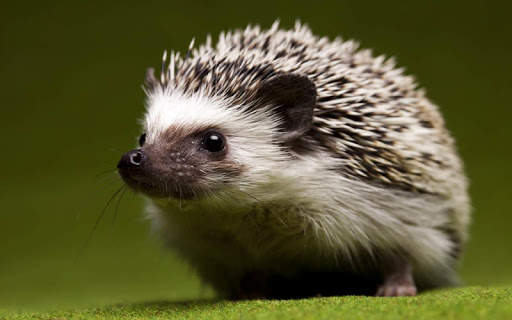 🦔 Hedgehog wallpaper screenshot 7