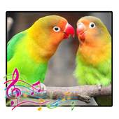 Chirping of Lovebird 9.9