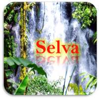 Images of the jungle - Natural landscapes in HD on 9Apps