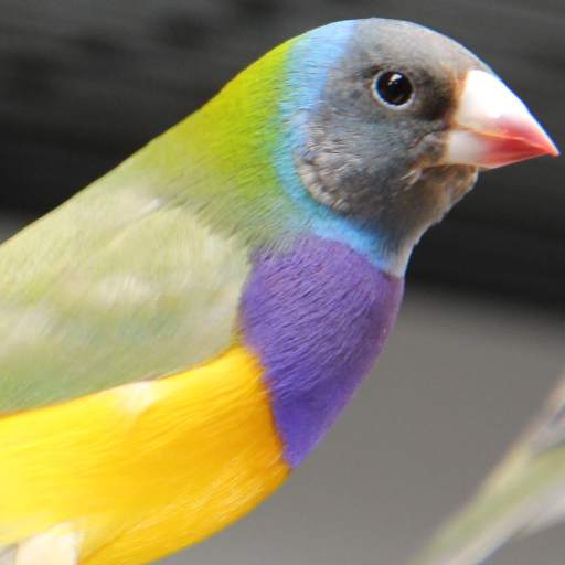 Birds Singing 4.0