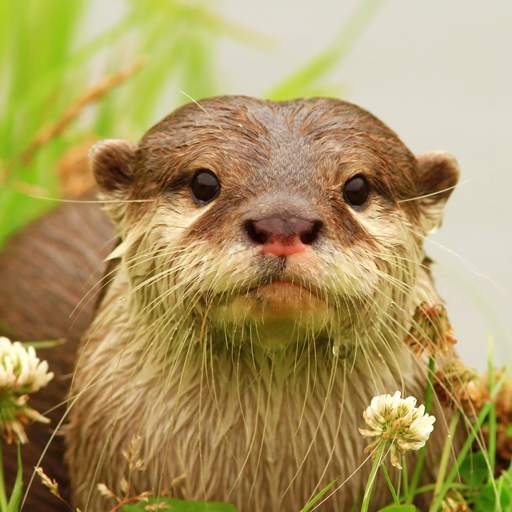 The Otter 1.0.6