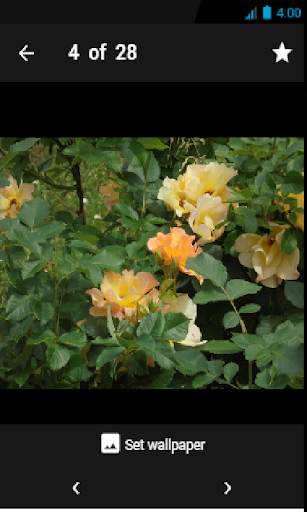 Roses Wallpaper screenshot 4