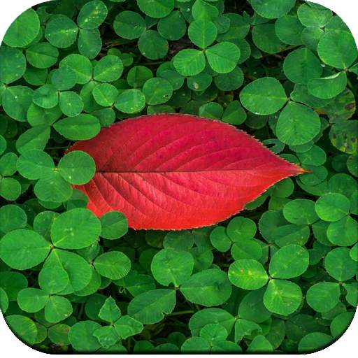 Green Wallpaper 1.04